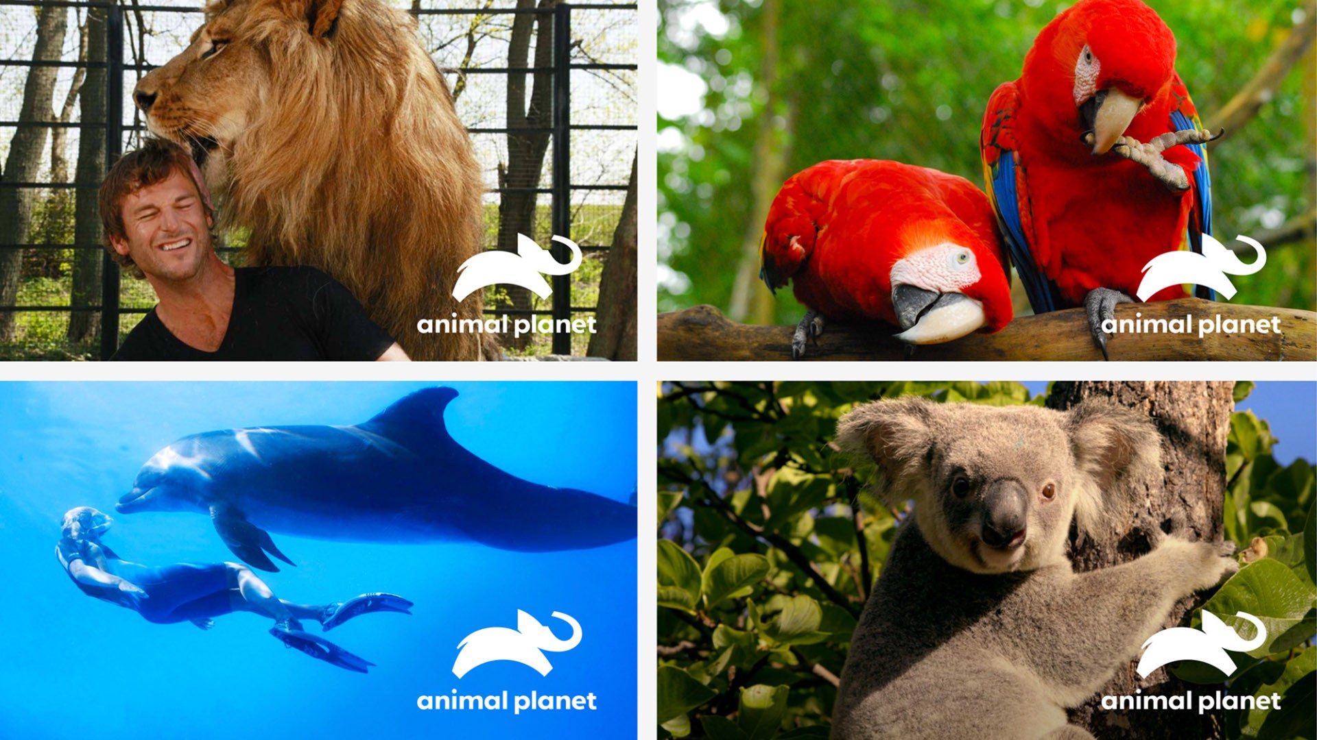 品牌形象煥新 品牌形象塑造 品牌logo設(shè)計(jì) 動(dòng)物logo設(shè)計(jì).jpg